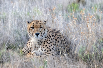 Female Cheeetah sitting in the Grasslands of Africa