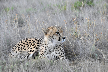 Female Cheeetah sitting in the Grasslands of Africa