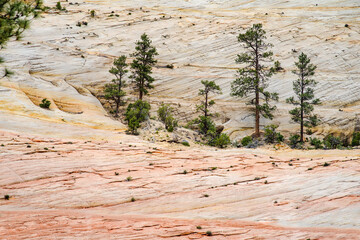 Fototapeta na wymiar Pine trees among striped red sandstone formations in Zion National Park in Utah, USA.