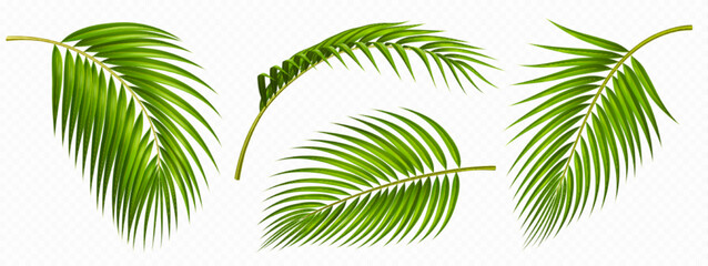Fototapeta na wymiar Tropical green palm leaves set. Tropical plant branches isolated on transparent background. Summer element of coconut palm foliage, front side view, vector realistic illustration