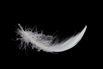 Single White Bird Feather Isolated on Black Background. Swan Feather