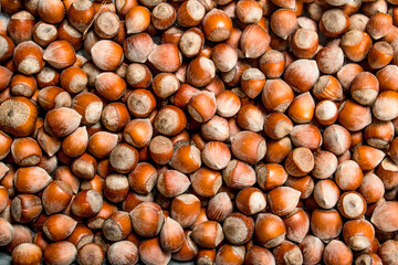 The texture of the hazelnut in shell.