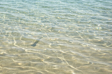 Jelly fish on the beautiful sand dune landscape with blue sky in desert