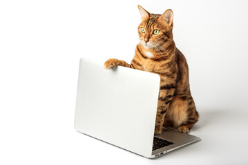 Beautiful bengal cat with a laptop on a white background.