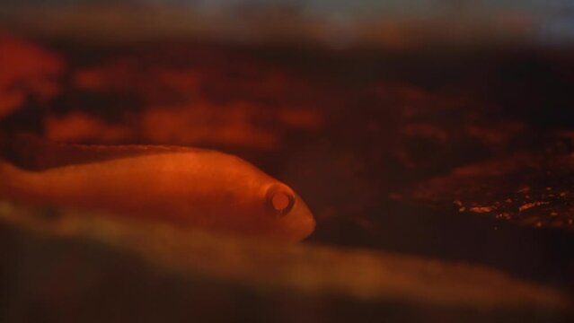 Blind Cave Dwelling Fish In River - Close Up