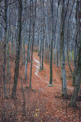 autumn forest in the autumn
