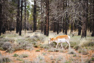 Obraz na płótnie Canvas Group of deers in Bryce Canyon National park in Utah, USA