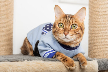 Bengal cat in clothes lies on a scratching post.