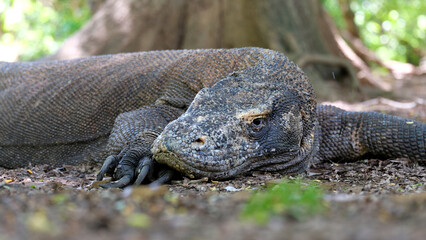 Large male Komodo Dragon resting with eyes open and big, sharp claws in the forest of Komodo Island in Indonesia