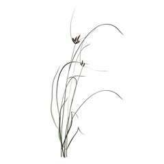 wild field grass, isolated on white background, 3D illustration, cg render