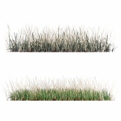 wild field grass, isolated on white background, 3D illustration, cg render