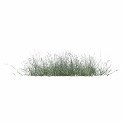 wild field grass, isolated on white background, 3D illustration, cg render