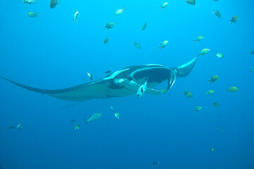 Giant Oceanic Manta ray flying by in crystal blue water