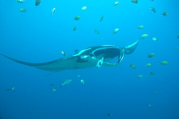 Naklejka premium Giant Oceanic Manta ray flying by in crystal blue water