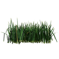 wild field grass, isolated on a transparent background, 3D illustration, cg render