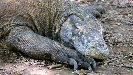 Large Komodo Dragon resting and sleeping in the forest in Komodo National Park World Heritage site...