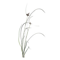 wild field grass, isolated on a transparent background, 3D illustration, cg render