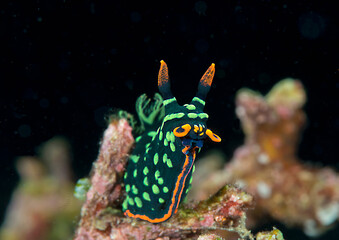 Closeup of a  brightly colored Nudibranch crawling  on corals