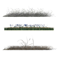 wild field grass, isolated on a transparent background, 3D illustration, cg render