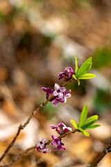 Daphne mezereum flower growing in forest	
