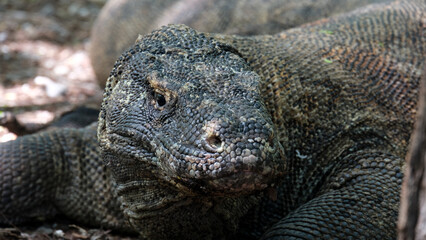 Obraz premium Closeup of large, wild Komodo Dragon with armoured scale skin and snout on Komodo Island in Indonesia