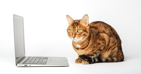 Side view of a ginger bengal cat looking at a laptop screen