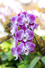 Beautiful orchid flower from tropical garden in North of Thailand, nature concept background
