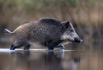 Wild boar close up ( Sus scrofa )