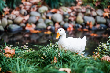 Ducks and autumn leaves in the river