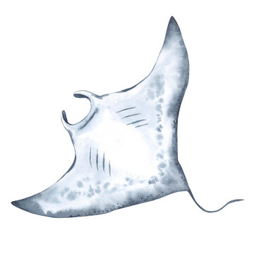 Giant watercolor manta ray, sea devil, bottom view. Hand-drawn illustration on white background. Element of the sea, underwater world.