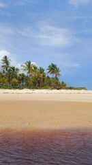beach with palm trees