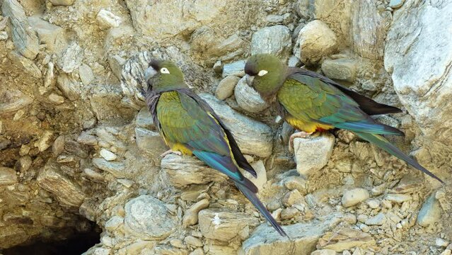 A close-up look at the nesting habitat of burrowing parakeets (Cyanoliseus patagonus) in San Luis, Argentina, captured in stunning slow motion 4k footage on a cliffside hole.
