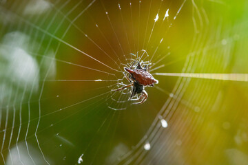 A spiny orb weaver spider from genus Gasteracantha on the center of its web