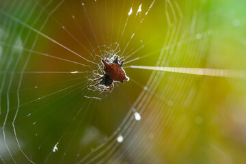 A spiny orb weaver spider from genus Gasteracantha on the center of its web