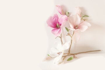 pink magnolia  flower. 