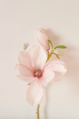 Fototapeta na wymiar pink magnolia blossom
