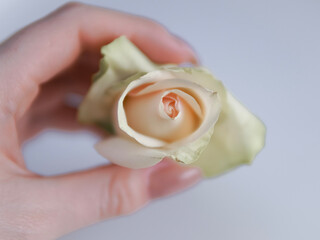 Close up of white roses natural floral background copy space