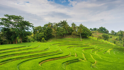 time lapse cloudy over the terraced rice fields in the morning