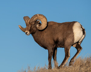 Bighorn Sheep Ram