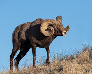 Bighorn Sheep Ram