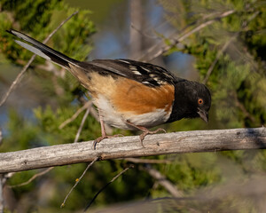 Spotted Towhee