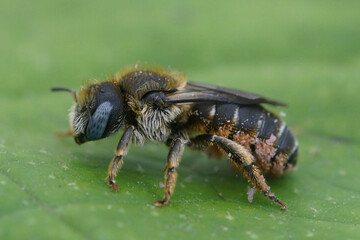 Macro closeup of a blue-eyed female Spined Mason Bee, Osmia spinulosa, solitary bee on green leaf background