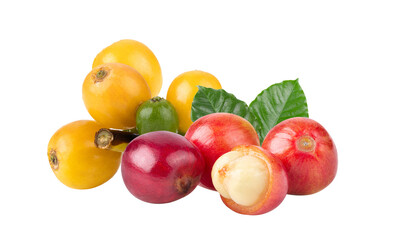 coffee beans  ripe and unripe berries isolated on transparent png