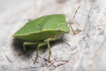 Southern green shield bug, Nezara viridula, walking on a rock under the sun