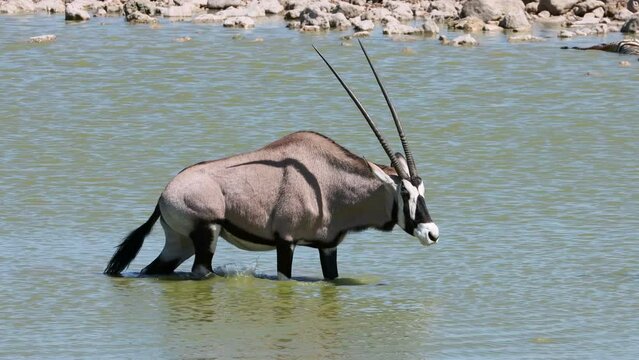 A gemsbok antelope (Oryx gazella) walking in water, Etosha National Park, Namibia