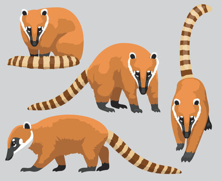 South American Coati Cartoon Poses Vector Illustration