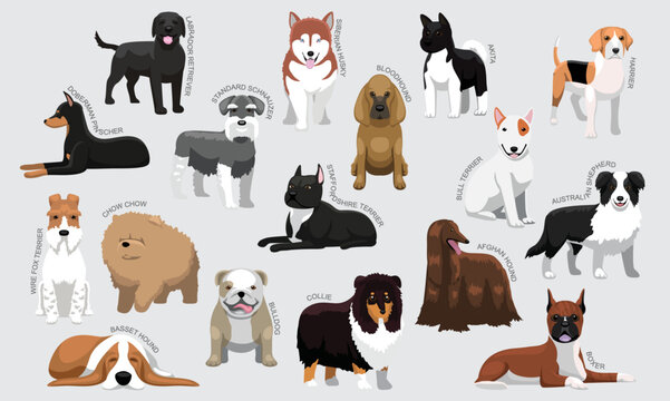 Medium Dog Breeds With Names Set Various Kind Identify Cartoon Vector