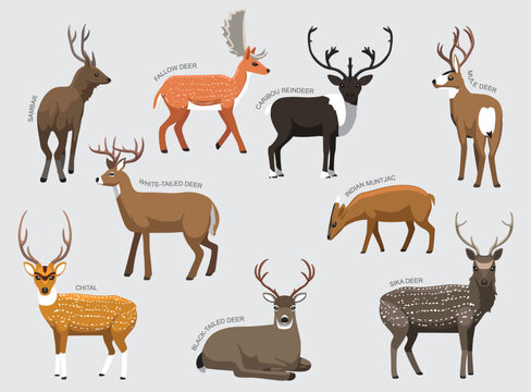 Various Deer Breeds With Names Set Various Kind Identify Cartoon Vector