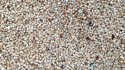 Coffee bean drying in a yard ,Coffee beanbackground