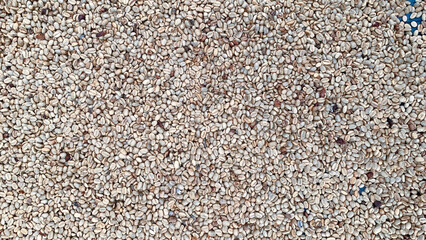 Coffee bean drying in a yard ,Coffee beanbackground